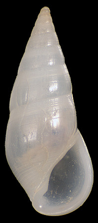 Sulcorissoina imbricata (A. Gould, 1861)