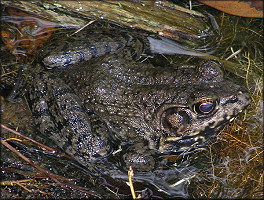 River Frog [Rana heckscheri]