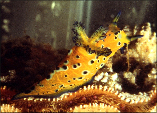 Roboastra ricei Pola, Cervera, and Gosliner, 2008 Banana Polycera