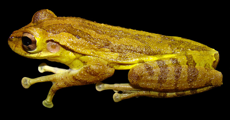 Cuban Treefrog [Osteopilus septentrionalis]