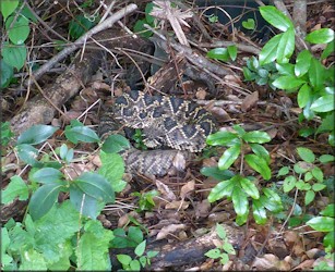 Eastern Diamondback Rattlesnake [Crotalus adamanteus]