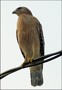 Red-shouldered Hawk [Buteo lineatus]