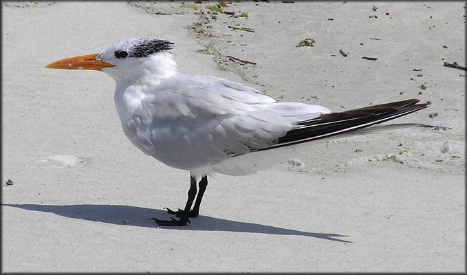 Sterna maxima Royal Tern