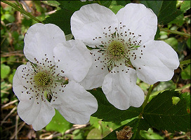 Blackberry [Rubus sp.]