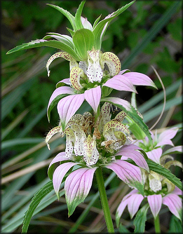 Spotted Beebalm [Monarda punctata]