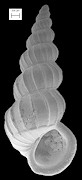 Gyroscala rupicola (Kurtz, 1860)