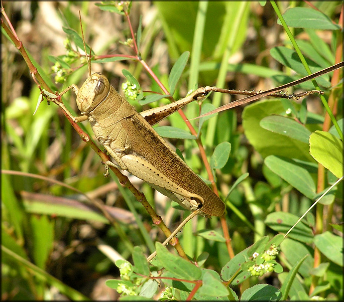 Rusty Grasshopper [Schistocerca alutacea]