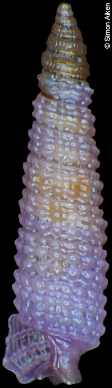 Subulophora rutilans Hervier, 1897