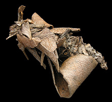 Bagworm Moth Thyridopteryx ephemeraeformis Bag