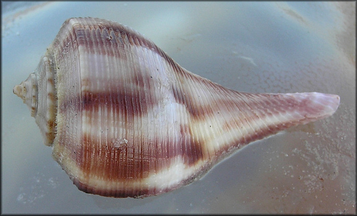 Fulguropsis spirata (Lamarck, 1816) Pear Whelk Living Specimen