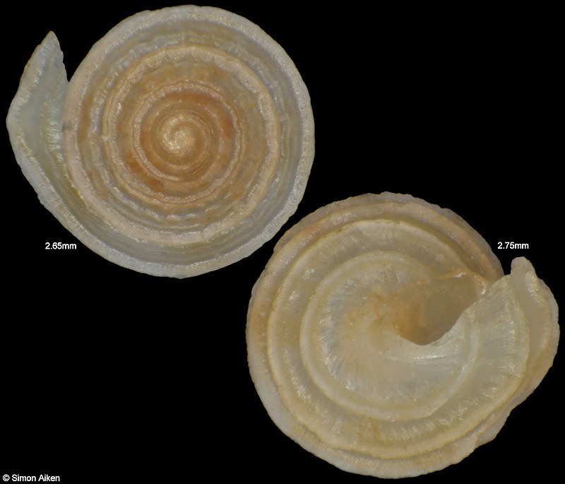 Cingula winslowae (Bartsch, 1928)
