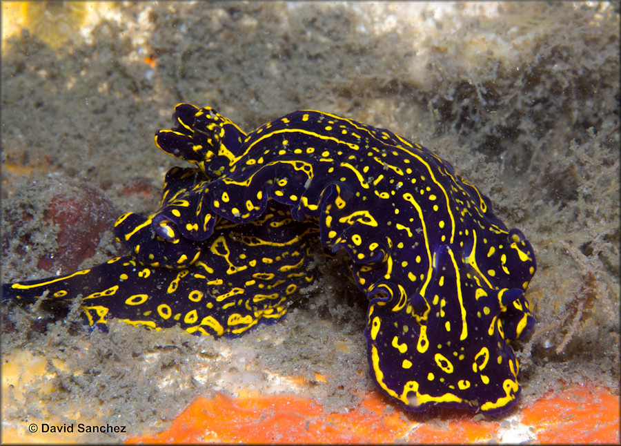 Felimare pictum (Schultz in Philippi, 1836) Zebra Doris