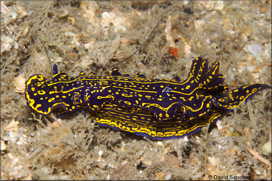 Felimare pictum (Schultz in Philippi, 1836) Zebra Doris