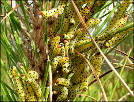 Redheaded Pine Sawfly Larvae [Neodiprion lecontei] 