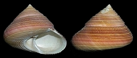 Calliostoma sayanum Dall, 1889