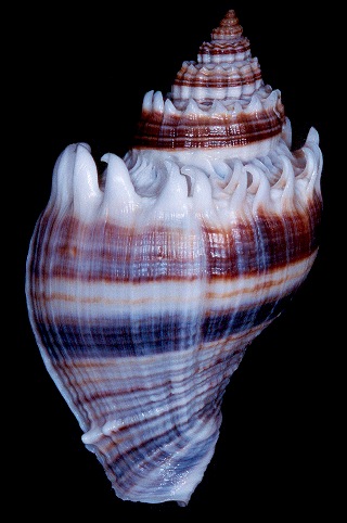 Melongena corona (Gmelin, 1791) Pinellas County, Florida