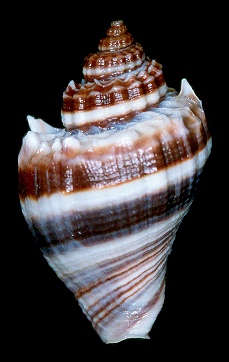 Melongena corona (Gmelin, 1791) Pinellas County, Florida