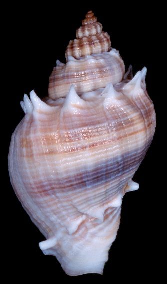 Melongena corona (Gmelin, 1791) Monroe County, Florida