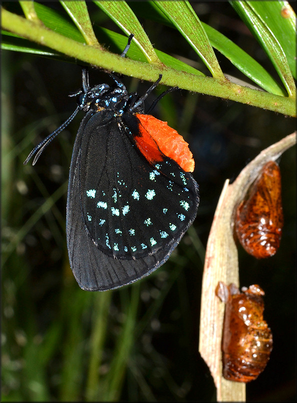 Atala [Eumaeus atala] Shortly After Emerging From Chrysalis