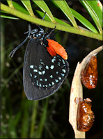 Atala [Eumaeus atala] Shortly After Emerging From Chrysalis