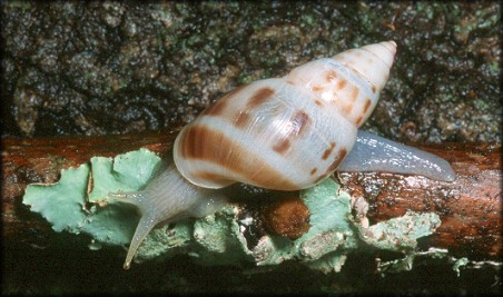 Drymaeus dormani (W. G. Binney, 1857) Manatee Treesnail