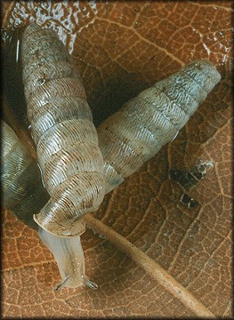 Cochlodinella poeyana (d'Orbigny, 1841) Truncate Urocoptid