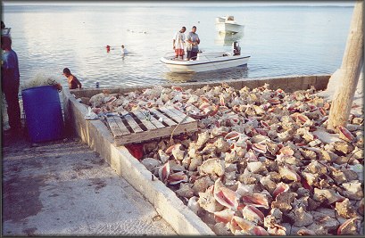 A pile of Lobatus gigas