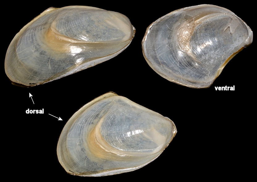 Aplysia dactylomela Rang, 1828 Spotted Seahare Internal Shell