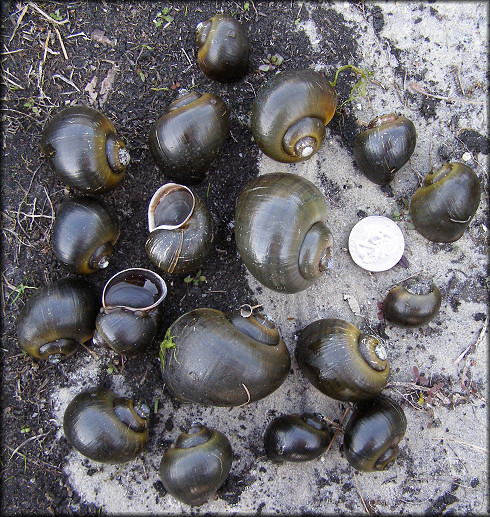 Representative Sample Of Pomacea paludosa From The Lake (3/7/2006)