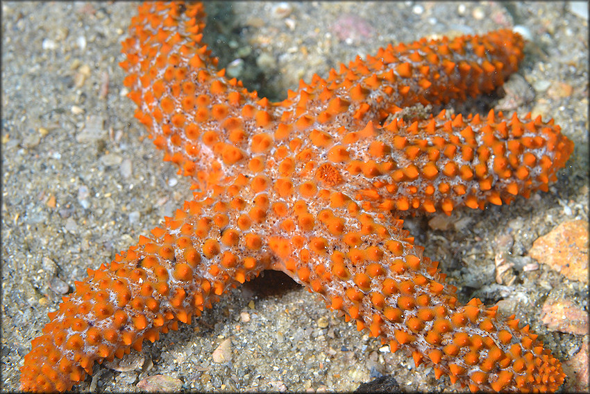 Echinaster sentus Spiny Sea Star 