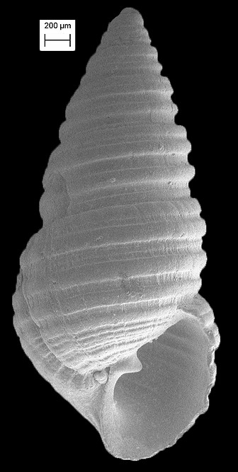 Oscilla ficara (Bartsch, 1915)
