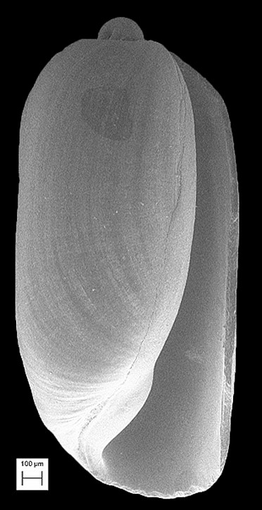 Acteocina lepta Woodring, 1928 Delicate Barrel-bubble