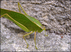 True Katydid [Pterophylla camellifolia]