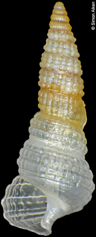 Triphora species A Freak