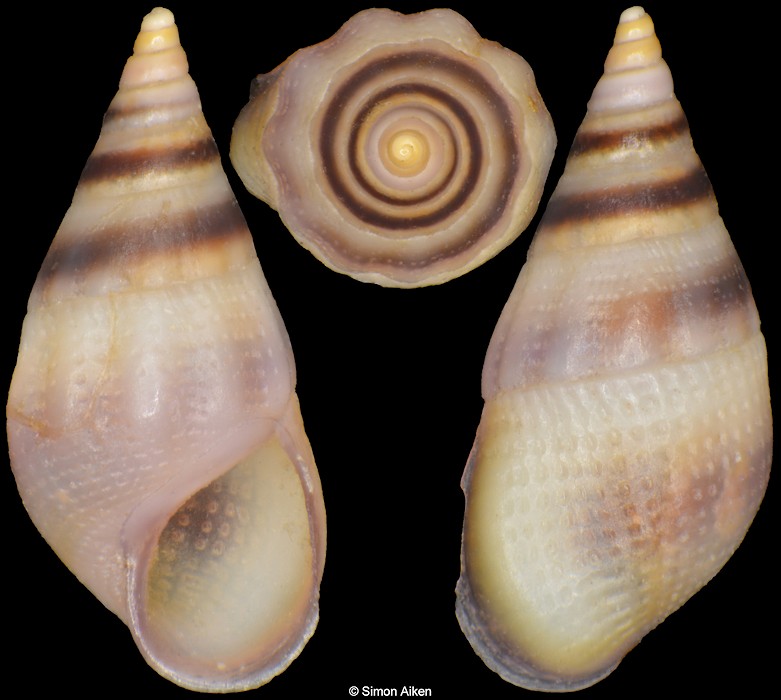 Rissoa violacea Desmarest, 1814