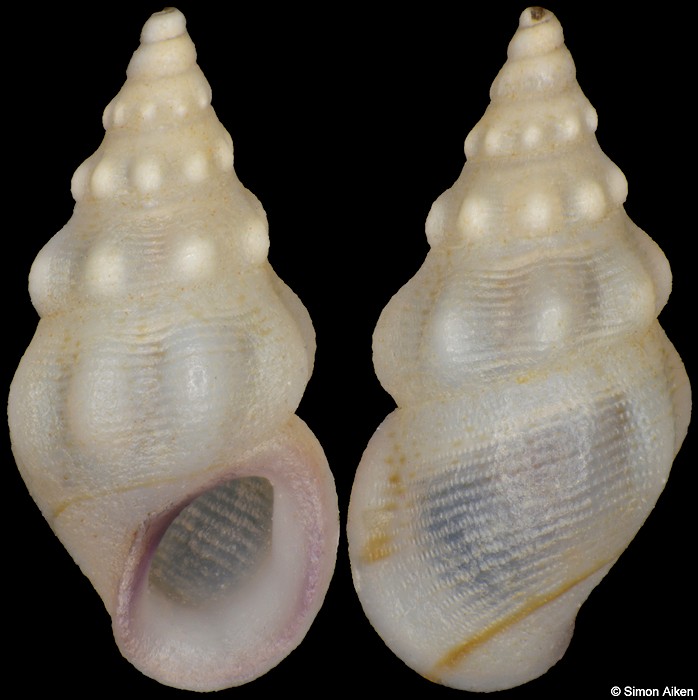 Rissoa ventricosa Desmarest, 1814