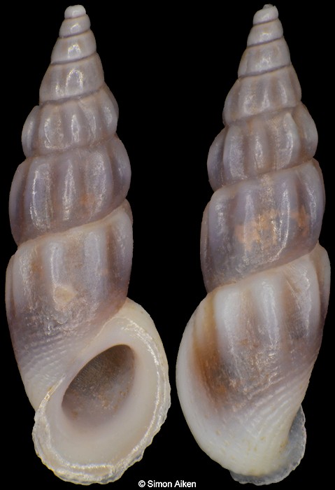 Rissoa italiensis Verduin, 1985