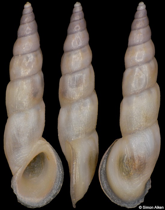 Rissoa auriscalpium (Linnaeus, 1758)