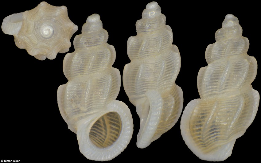 Manzonia crassa (Kanmacher, 1798)