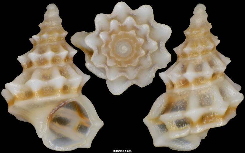 Alvania spinosa (Monterosato, 1890)