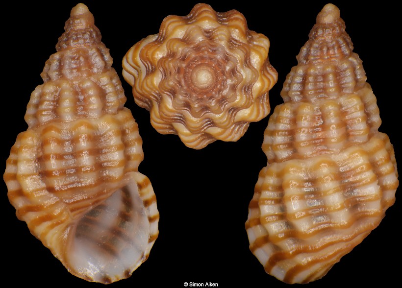 Alvania lineata Risso, 1826