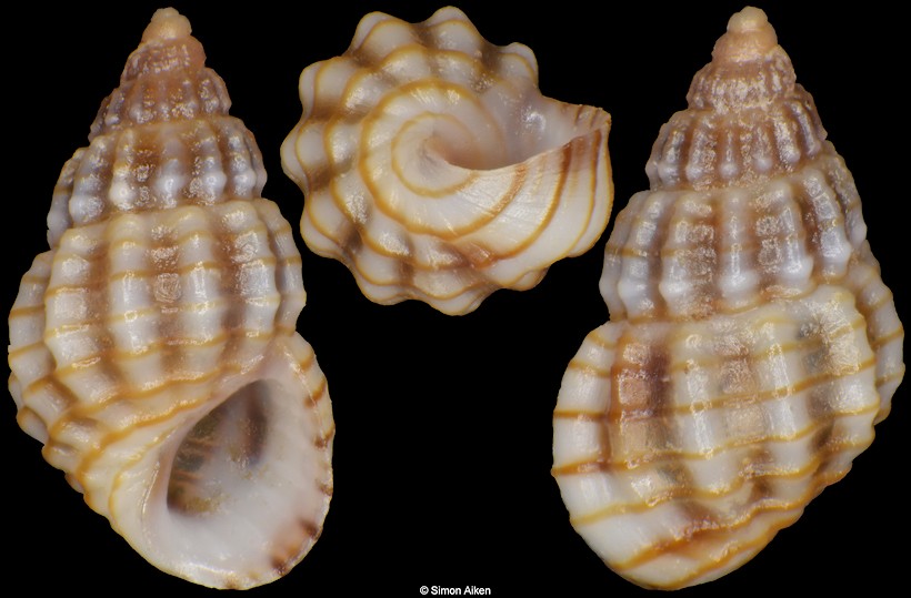 Alvania lineata Risso, 1826