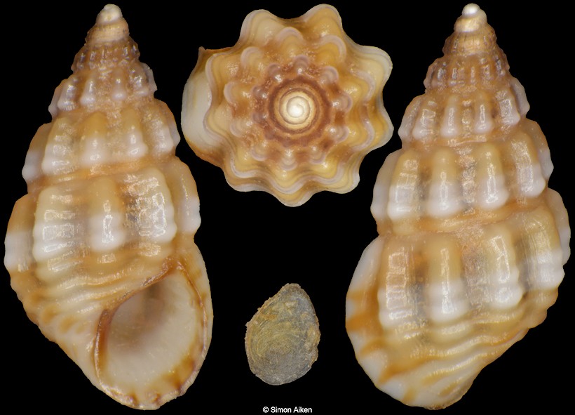 Alvania discors (T. Brown, 1818)