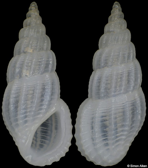 Rissoina bruguieri (Payraudeau, 1826)