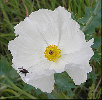 Bluestem Pricklypoppy [Argemone albiflora]