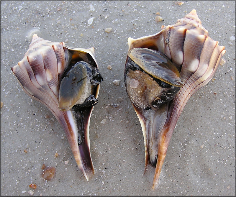 Reverse Coiled Busycon perversum (Linnaeus, 1758) Lightning Whelk