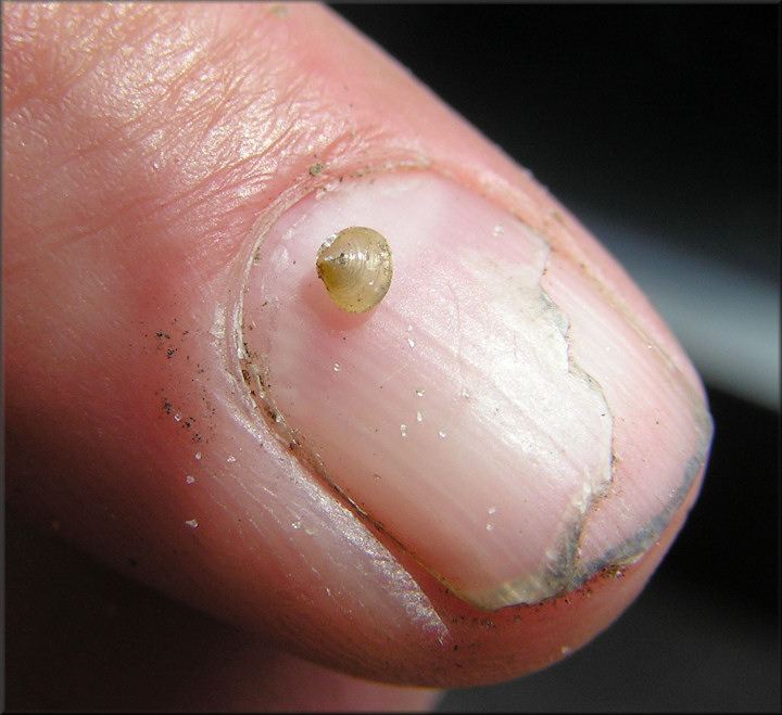 Corbicula fluminea (Mller, 1774) Asian Clam Juvenile