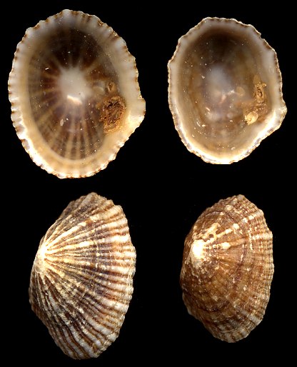 Siphonaria alternata (Say, 1826)