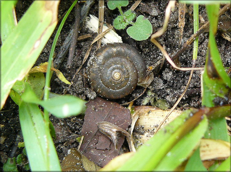 Living Daedalochila auriculata (Say, 1818) In Situ In Swale (9/2/2008)