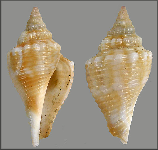 Strombus alatus Gmelin, 1791 Florida Fighting Conch Juvenile